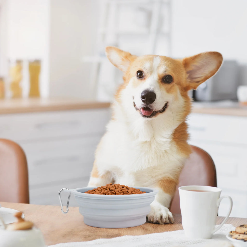 Premium Portable Collapsible Dog Bowls - 2 Pack (Blue) for Travel & Camping with Carabiner Clip